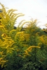 Yellow-flowered goldenrod