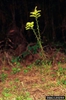 Solidago odora