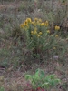 Form in native habitat