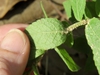 Underside of leaf