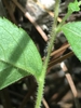 Stem