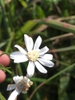 Close up of flower