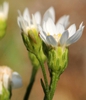 Side view of flower