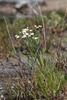 Form