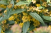 Solidago rugosa 'Fireworks' flowers and leaves