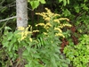 Erect plants with spreading branched inflorescences.