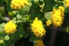 Solidago sphacelata 'Golden Fleece'