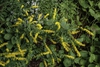 Solidago sphacelata 'Golden Fleece'