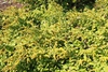 Solidago sphacelata 'Golden Fleece'