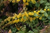 Solidago sphacelata 'Golden Fleece'