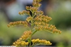 Solidago sphacelata 'Golden Fleece'