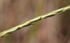 Stem and leaves