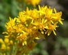 Cluster of small yellow flowers.