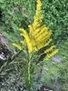 Cluster of small yellow flowers on spreading branches.