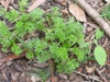 Young Plant