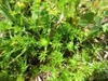Habit and Flowers
