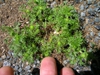 Fingers next to the plant