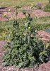 Sonchus spp.