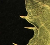 Sonchus spp.