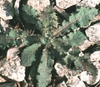 Sonchus spp.