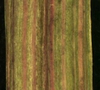 Sonchus spp.