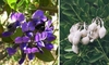 Shrub with purplish flowers