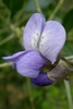 pale purple pea-like flower