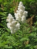 Sorbaria sorbifolia