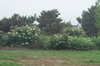 Sorbaria sorbifolia