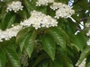 Sorbus alnifolia