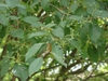 Sorbus alnifolia