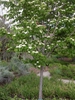 Sorbus alnifolia