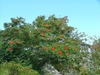 Form