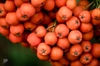Fruit closeup