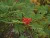 Branch with berries