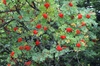 Fruits