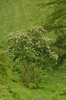 Sorbus aucuparia