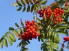 Sorbus aucuparia