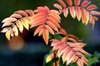 Sorbus aucuparia