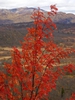 Sorbus aucuparia