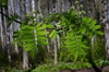 Sorbus aucuparia