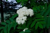 Sorbus aucuparia