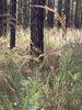 Form