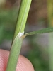 Stem and leaf sheath