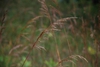 Form (Lambton, Toronto, ON)-Early Fall