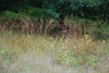 Form (Lambton, Toronto, ON)-Early Fall