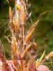 Sorghastrum nutans
