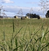 Sorghum halepense