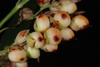 Close-up of fruits (Greensboro, NC)-Mid Fall