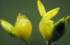 Sorghum bicolor
